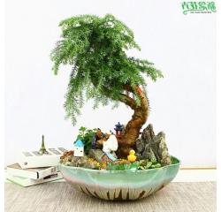 江西绿植盆栽租赁